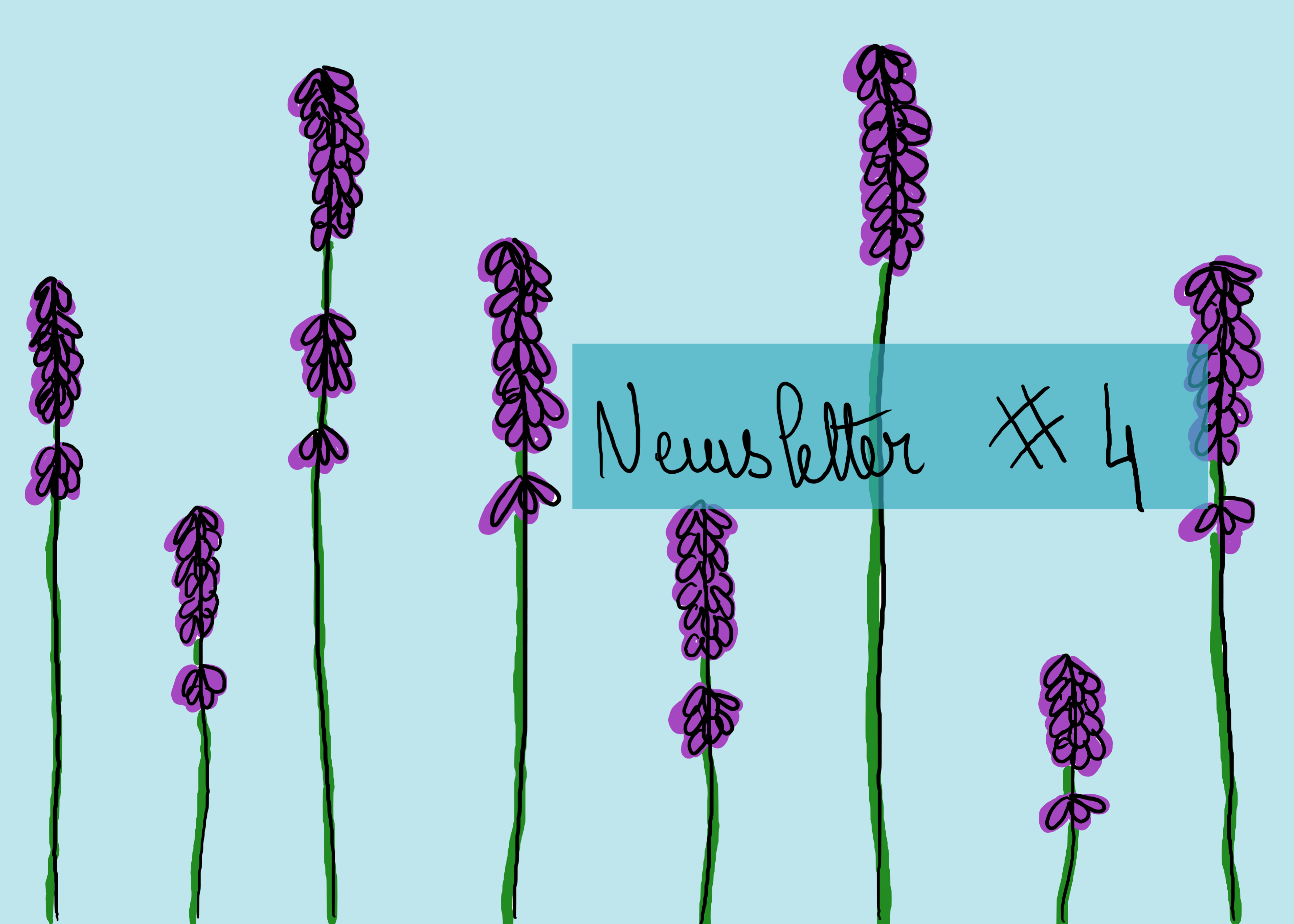 Photo Newsletter #04 avec de la lavande ;) 